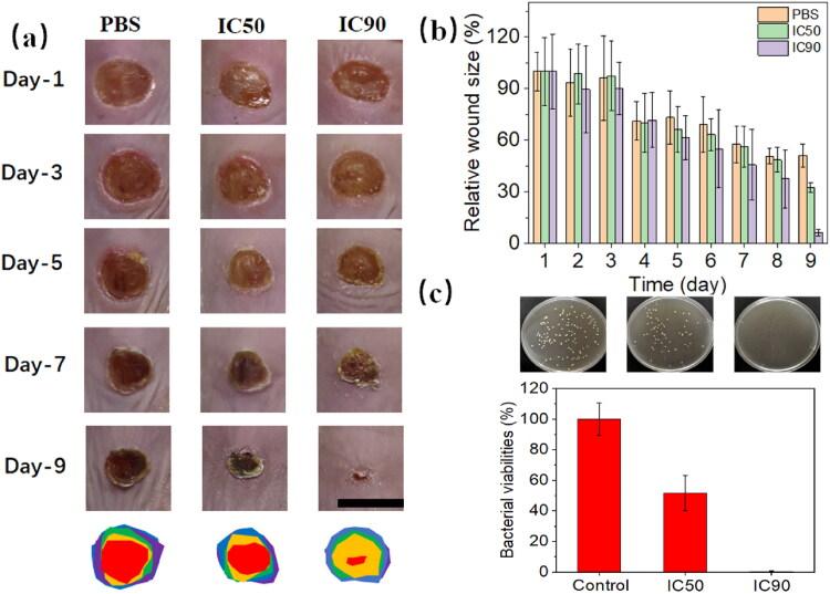 https://cdn.ncbi.nlm.nih.gov/pmc/blobs/b0f0/9721425/2328a3da072e/IDRD_A_2152134_F0007_C.jpg