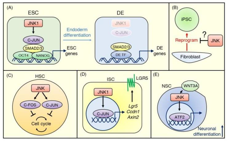 https://cdn.ncbi.nlm.nih.gov/pmc/blobs/b0f7/7177258/33af278b1da2/ijms-21-02613-g003.jpg