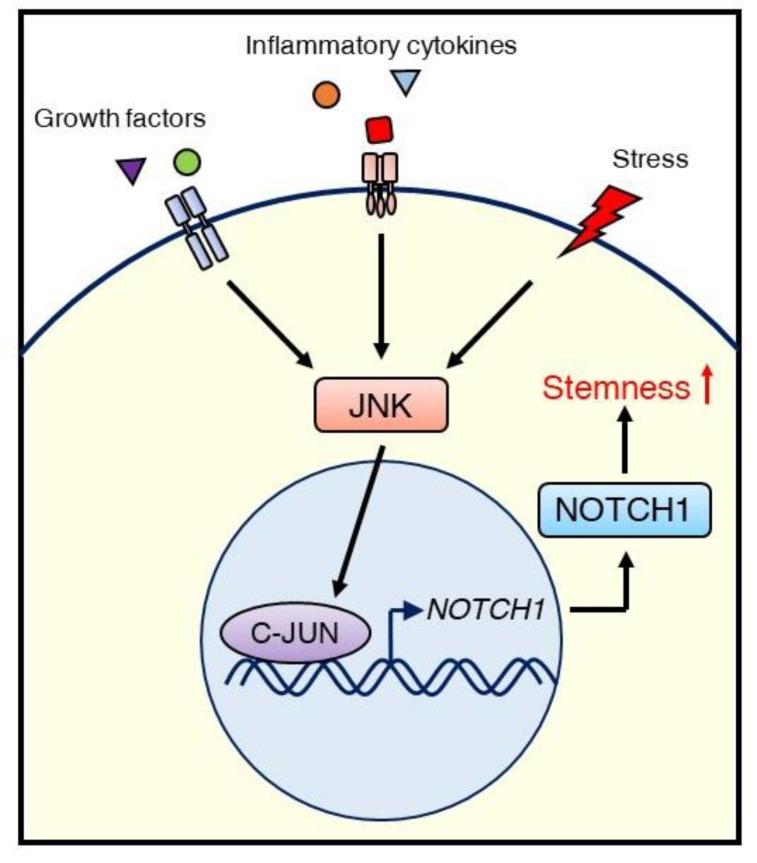 https://cdn.ncbi.nlm.nih.gov/pmc/blobs/b0f7/7177258/71608da586a5/ijms-21-02613-g004.jpg