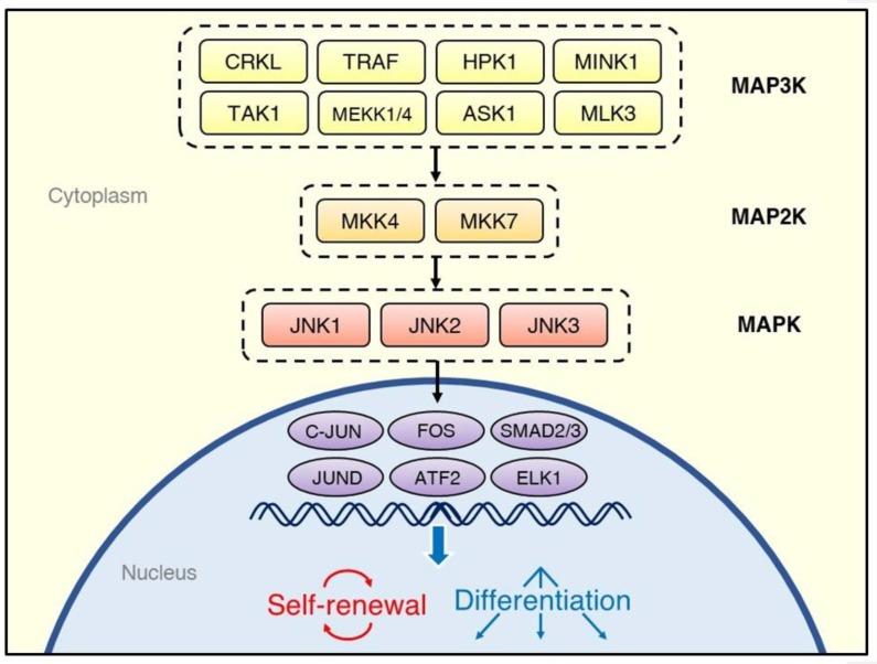 https://cdn.ncbi.nlm.nih.gov/pmc/blobs/b0f7/7177258/fa2adca073ab/ijms-21-02613-g001.jpg