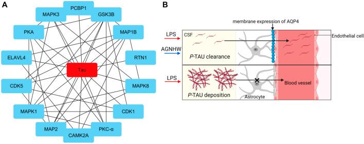 https://cdn.ncbi.nlm.nih.gov/pmc/blobs/b0f8/11324430/7cccd2a90db2/fphar-15-1421635-g007.jpg