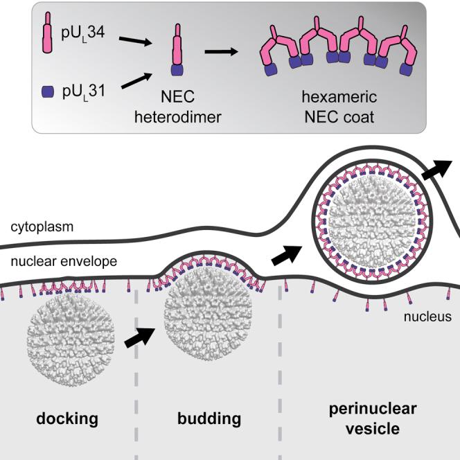 https://cdn.ncbi.nlm.nih.gov/pmc/blobs/b0f9/4701712/56c4cc94e8e1/fx1.jpg