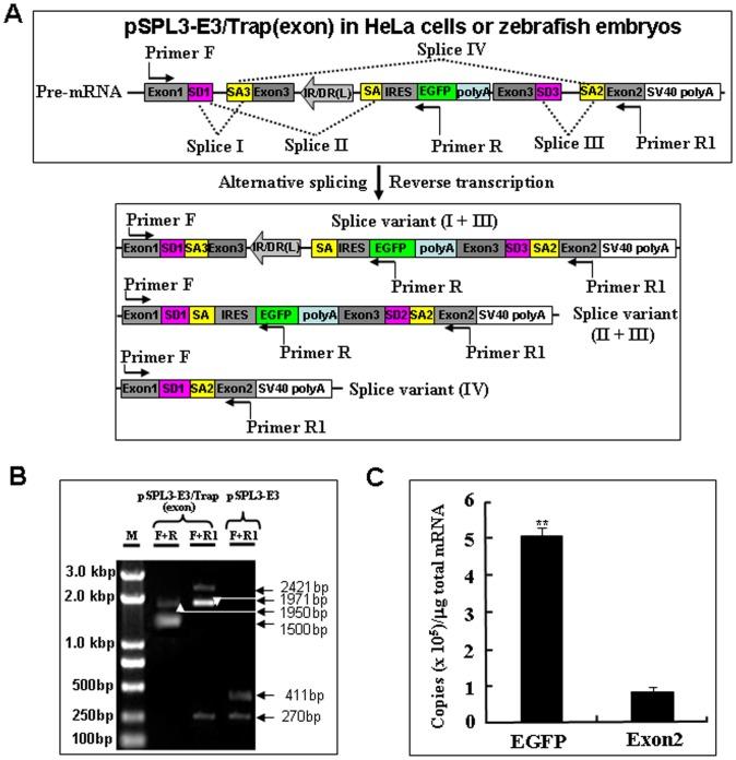 https://cdn.ncbi.nlm.nih.gov/pmc/blobs/b0fb/3432063/4079dce8c156/pone.0044123.g005.jpg