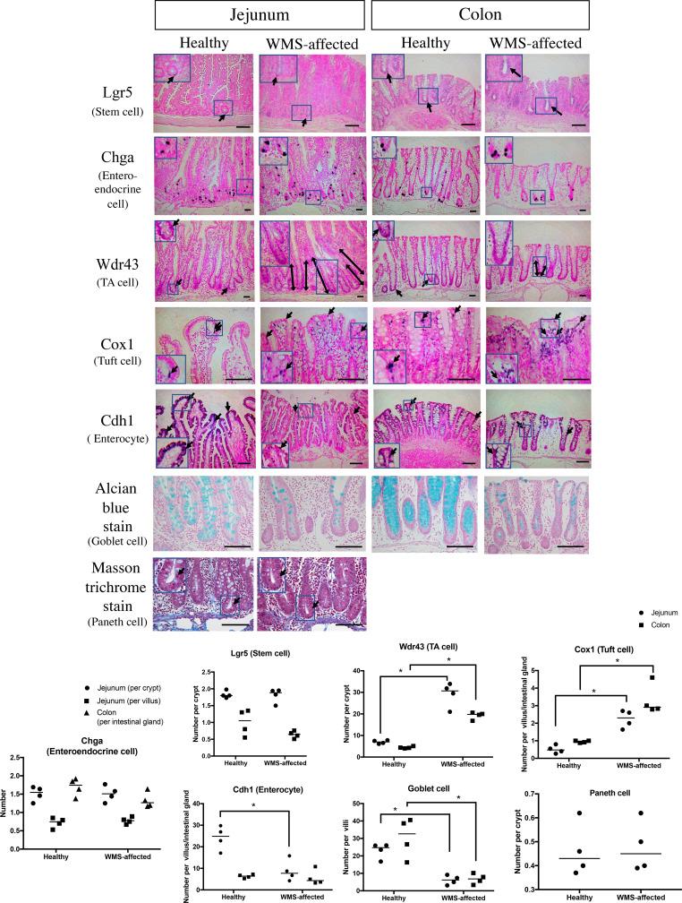 https://cdn.ncbi.nlm.nih.gov/pmc/blobs/b0fb/8182325/3ec38113a30e/jvms-83-784-g002.jpg