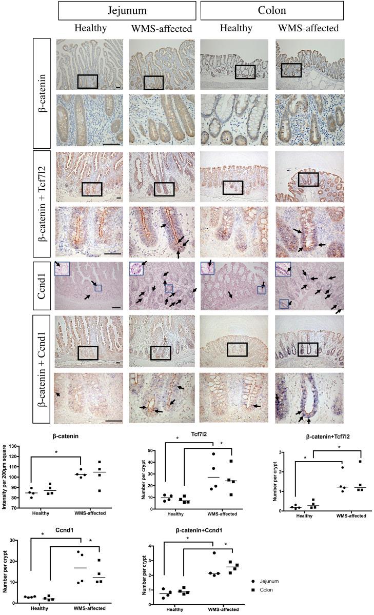 https://cdn.ncbi.nlm.nih.gov/pmc/blobs/b0fb/8182325/aac24d4f6cb1/jvms-83-784-g003.jpg