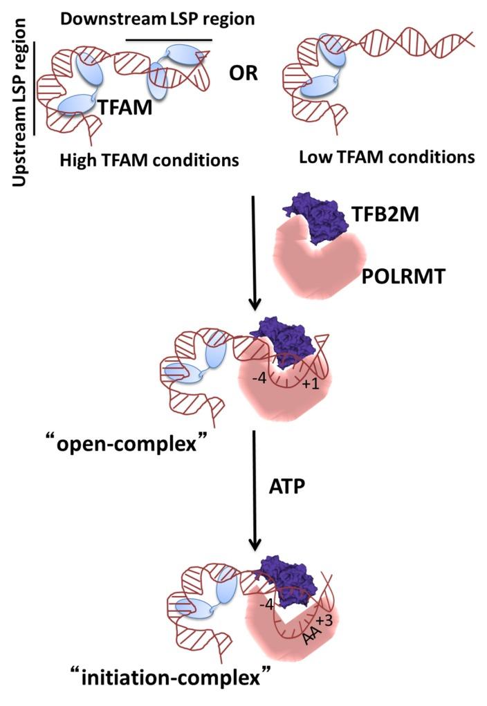 https://cdn.ncbi.nlm.nih.gov/pmc/blobs/b0fc/5314767/1eff06fcf93d/gkw1157fig5.jpg