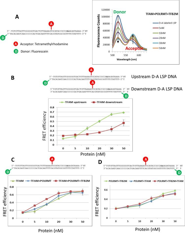 https://cdn.ncbi.nlm.nih.gov/pmc/blobs/b0fc/5314767/c334edd5ff25/gkw1157fig3.jpg