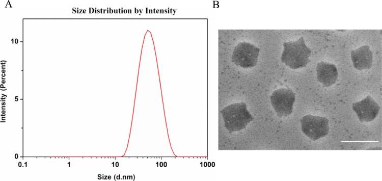 https://cdn.ncbi.nlm.nih.gov/pmc/blobs/b0fd/7032172/5bc26c2c1f8e/ajps445-fig-0003.jpg