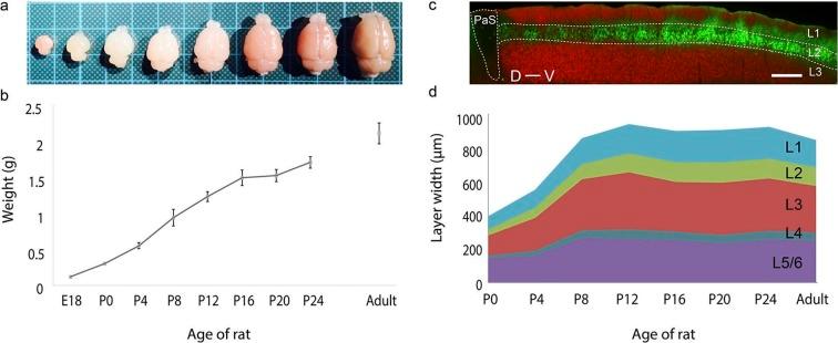 https://cdn.ncbi.nlm.nih.gov/pmc/blobs/b0fe/4876644/7780c75a1eaa/elife-13343-fig1.jpg