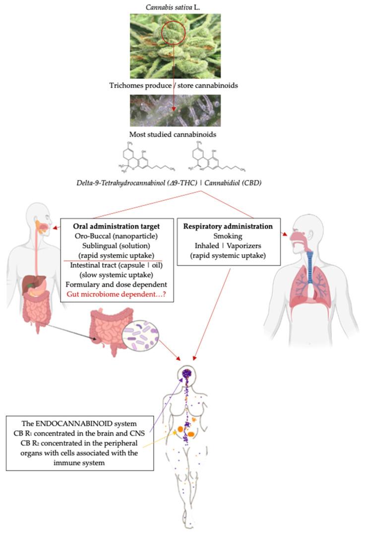 https://cdn.ncbi.nlm.nih.gov/pmc/blobs/b0ff/11678570/96bd431e248c/pharmaceuticals-17-01702-g001.jpg