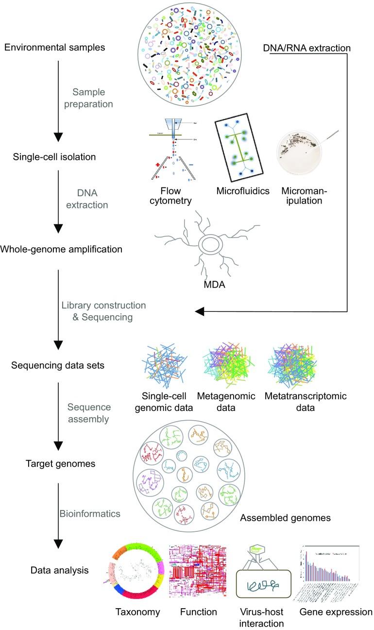 https://cdn.ncbi.nlm.nih.gov/pmc/blobs/b102/5960468/33d9270c8e66/13238_2018_544_Fig1_HTML.jpg