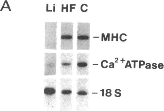 https://cdn.ncbi.nlm.nih.gov/pmc/blobs/b103/296420/c0f792eaf097/jcinvest00067-0312-b.jpg