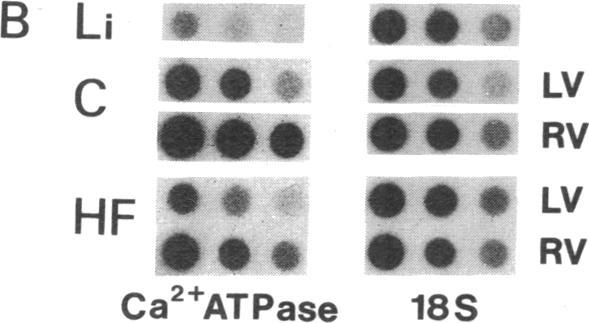 https://cdn.ncbi.nlm.nih.gov/pmc/blobs/b103/296420/cdd36783cee7/jcinvest00067-0312-c.jpg