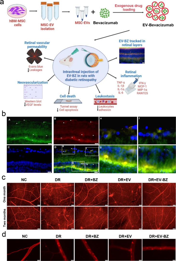 https://cdn.ncbi.nlm.nih.gov/pmc/blobs/b104/11363148/6407565f2813/nn4c08486_0009.jpg