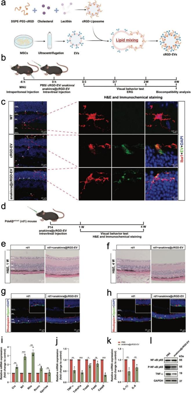 https://cdn.ncbi.nlm.nih.gov/pmc/blobs/b104/11363148/8f71d7a8a18e/nn4c08486_0008.jpg