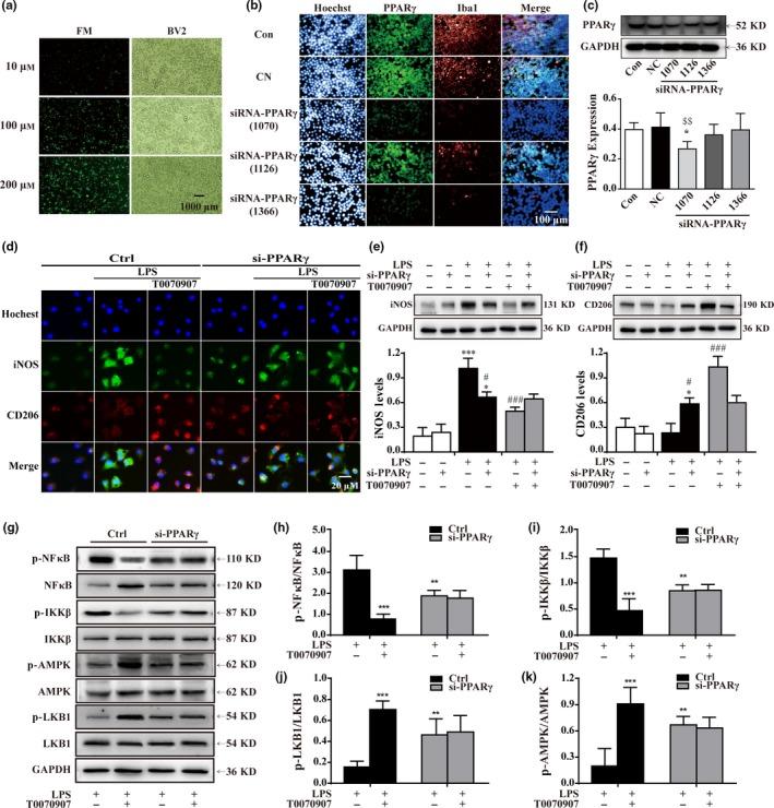 https://cdn.ncbi.nlm.nih.gov/pmc/blobs/b106/6052482/305c7bdc7f9e/ACEL-17-na-g006.jpg