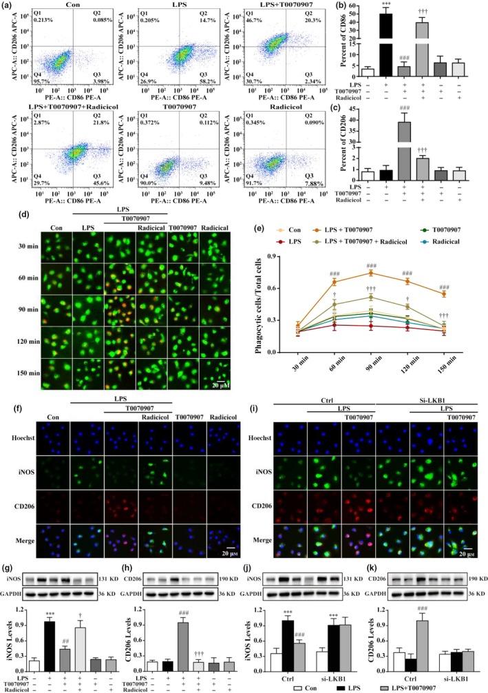 https://cdn.ncbi.nlm.nih.gov/pmc/blobs/b106/6052482/e2cc553ed4c9/ACEL-17-na-g005.jpg