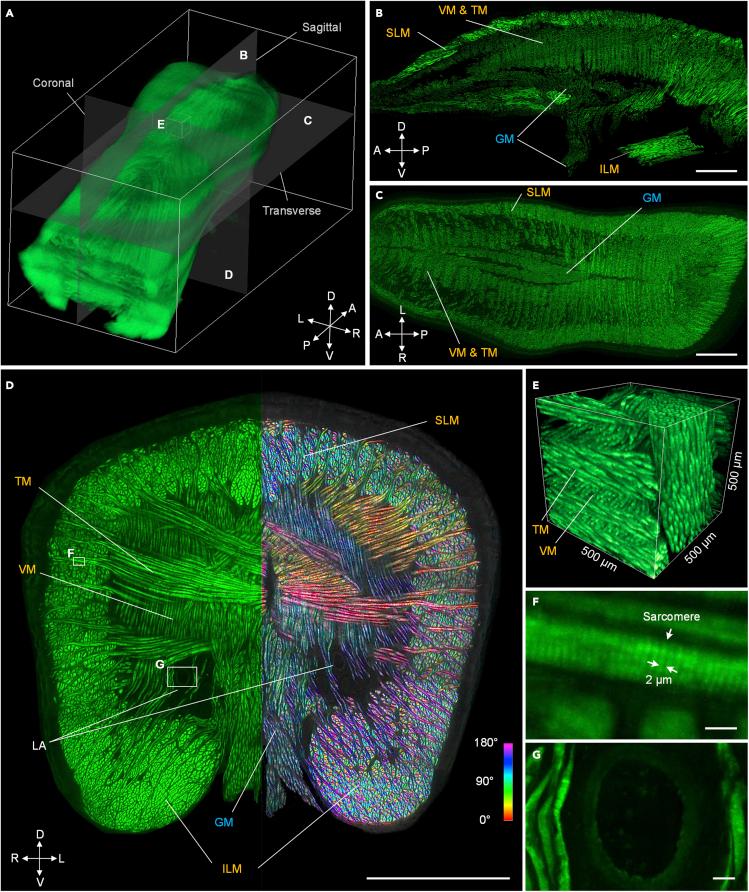 https://cdn.ncbi.nlm.nih.gov/pmc/blobs/b107/9389242/21af96e298c8/gr2.jpg