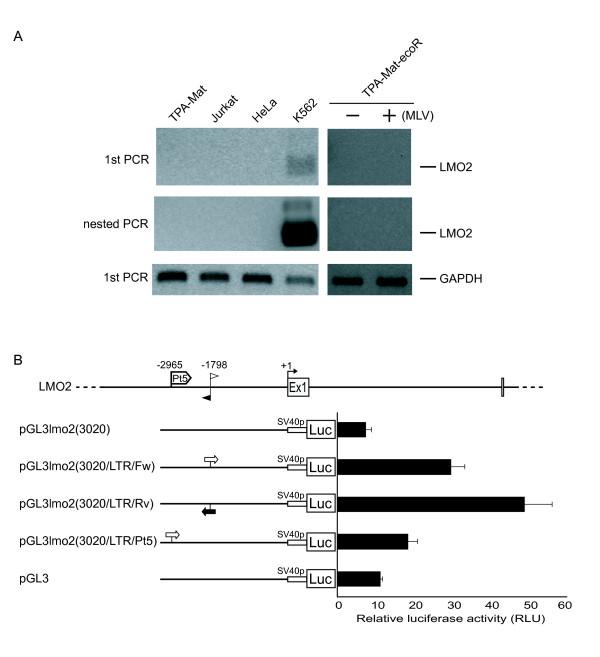 https://cdn.ncbi.nlm.nih.gov/pmc/blobs/b10a/2742512/1fa7e980b71f/1742-4690-6-79-2.jpg