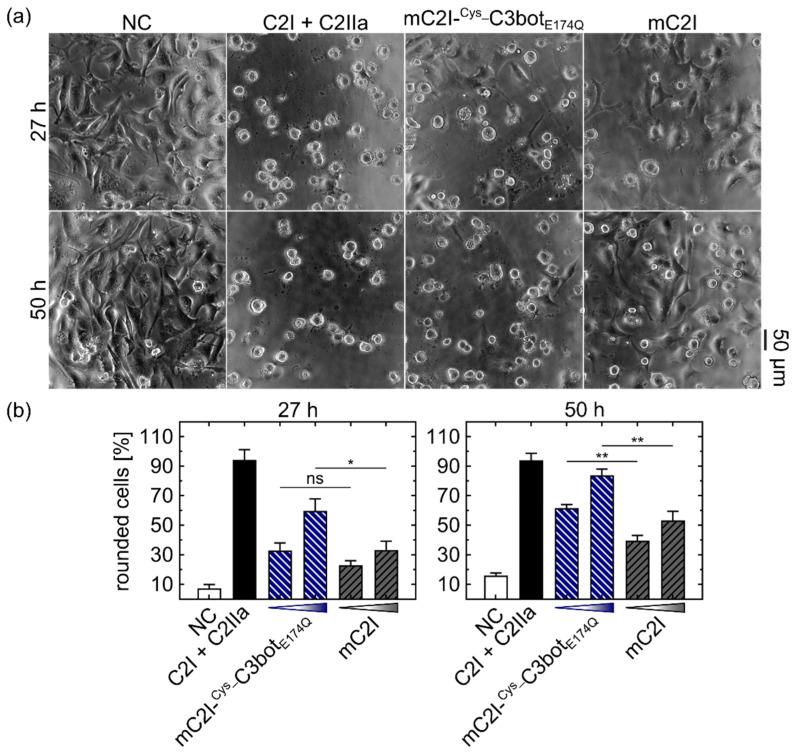 https://cdn.ncbi.nlm.nih.gov/pmc/blobs/b10a/9610094/1c0cdfb14132/toxins-14-00711-g007.jpg