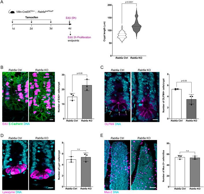 https://cdn.ncbi.nlm.nih.gov/pmc/blobs/b10c/11529276/7831cf68eaff/develop-151-203038-g4.jpg
