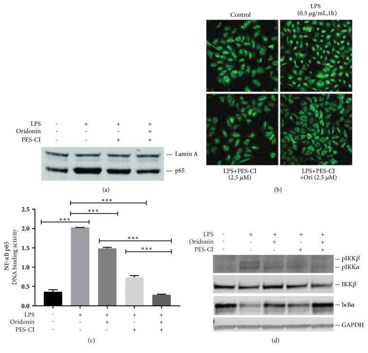 https://cdn.ncbi.nlm.nih.gov/pmc/blobs/b10e/6330820/274ee50e67f9/BMRI2018-6137420.005.jpg