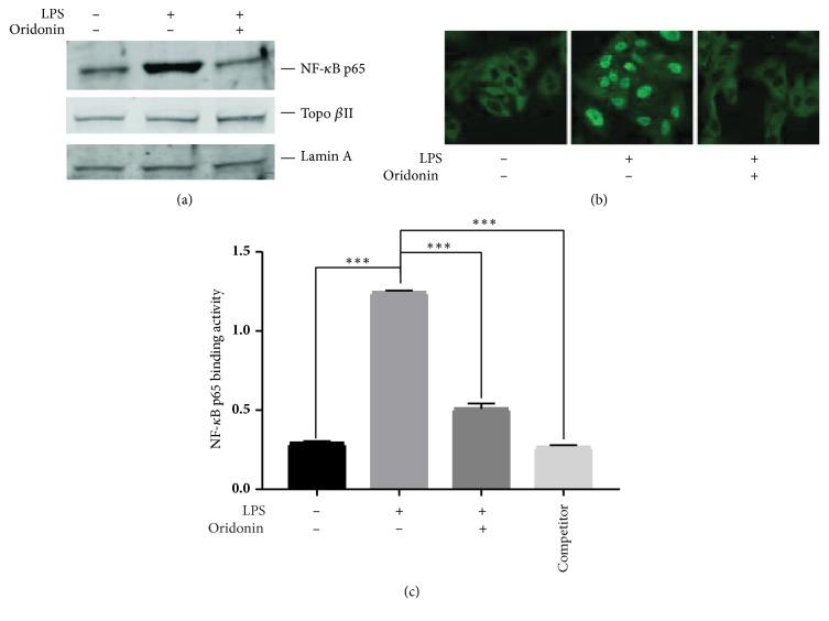 https://cdn.ncbi.nlm.nih.gov/pmc/blobs/b10e/6330820/3118bb5d5918/BMRI2018-6137420.002.jpg