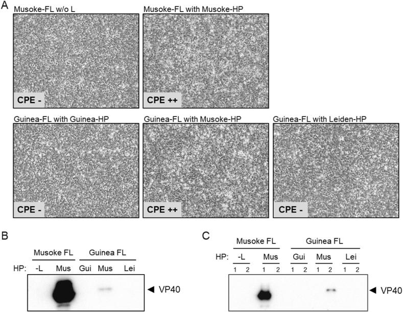 https://cdn.ncbi.nlm.nih.gov/pmc/blobs/b10f/10558868/91e4e0bf9649/gr2.jpg