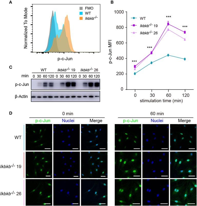 https://cdn.ncbi.nlm.nih.gov/pmc/blobs/b114/7028708/0a9b5de3faf1/fendo-11-00013-g0004.jpg