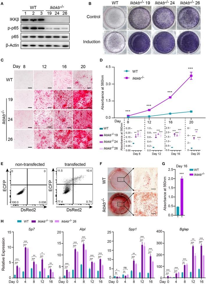 https://cdn.ncbi.nlm.nih.gov/pmc/blobs/b114/7028708/8c74d9b02071/fendo-11-00013-g0002.jpg