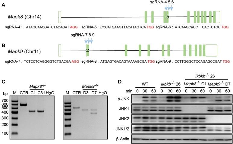 https://cdn.ncbi.nlm.nih.gov/pmc/blobs/b114/7028708/97e7ebbb58e4/fendo-11-00013-g0005.jpg