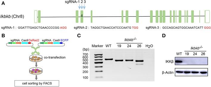 https://cdn.ncbi.nlm.nih.gov/pmc/blobs/b114/7028708/e0145aacd910/fendo-11-00013-g0001.jpg