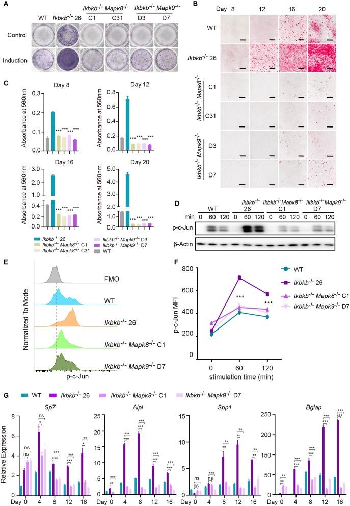 https://cdn.ncbi.nlm.nih.gov/pmc/blobs/b114/7028708/eeff6ebe6cdb/fendo-11-00013-g0006.jpg