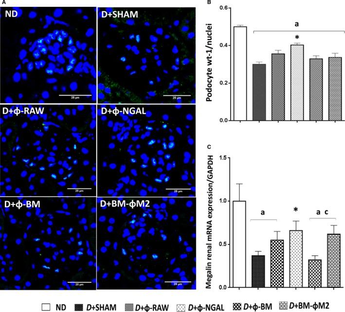 https://cdn.ncbi.nlm.nih.gov/pmc/blobs/b115/6349346/a7ef2739e2bd/JCMM-23-841-g005.jpg