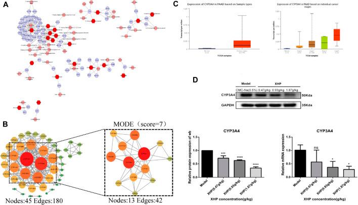 https://cdn.ncbi.nlm.nih.gov/pmc/blobs/b11c/10110895/1f31478d74f3/fphar-14-1164827-g006.jpg