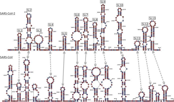 https://cdn.ncbi.nlm.nih.gov/pmc/blobs/b11c/7642675/19c16c5e6f53/mBio.01661-20-f0007.jpg