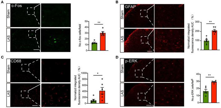 https://cdn.ncbi.nlm.nih.gov/pmc/blobs/b11d/10248128/890a447eefdb/fnbeh-17-1189489-g0006.jpg