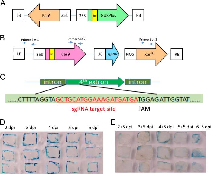 https://cdn.ncbi.nlm.nih.gov/pmc/blobs/b122/5834642/301e54458d8d/41438_2018_23_Fig1_HTML.jpg