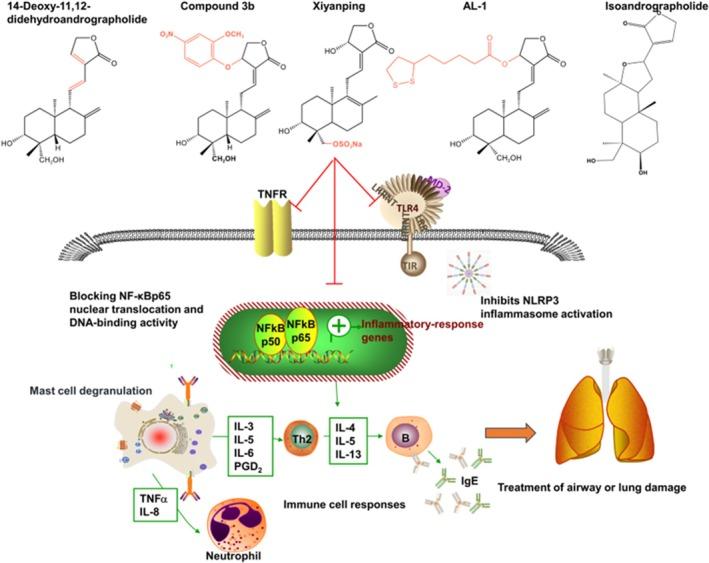 https://cdn.ncbi.nlm.nih.gov/pmc/blobs/b124/12397499/4a92225bc461/PRP2-13-e70161-g009.jpg