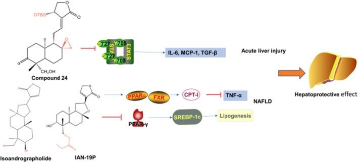 https://cdn.ncbi.nlm.nih.gov/pmc/blobs/b124/12397499/9e4a7b812c7c/PRP2-13-e70161-g004.jpg