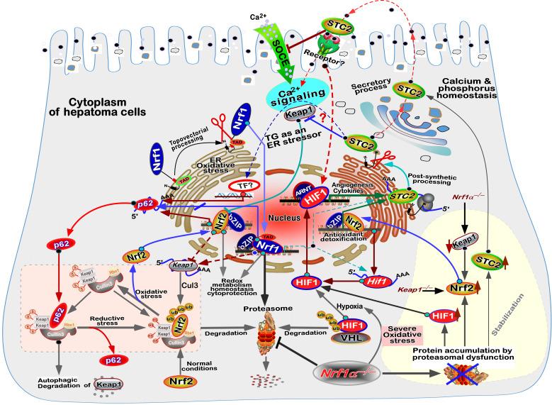 https://cdn.ncbi.nlm.nih.gov/pmc/blobs/b125/12285602/41603d207bed/ces-09-065-g016.jpg
