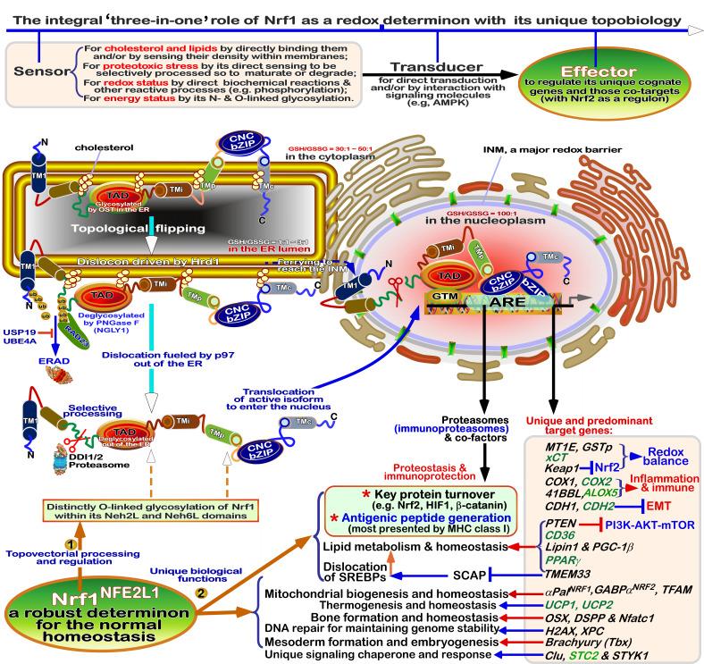 https://cdn.ncbi.nlm.nih.gov/pmc/blobs/b125/12285602/6abe7fa8becf/ces-09-065-g018.jpg