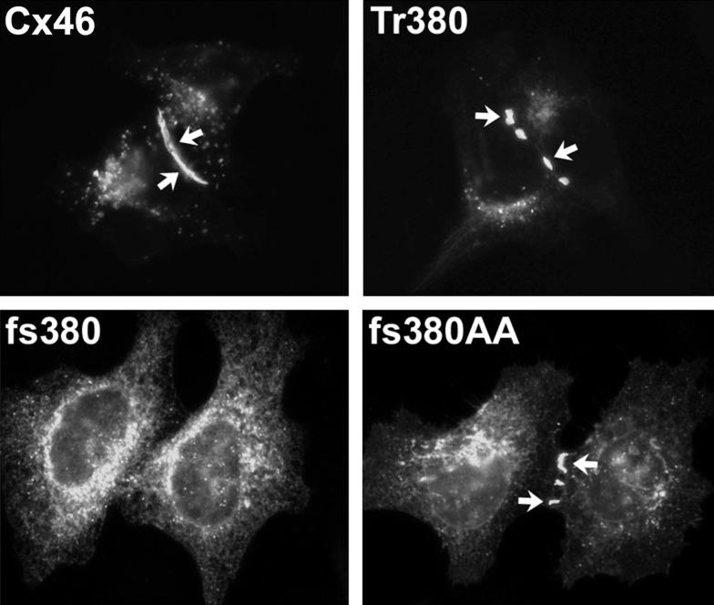 https://cdn.ncbi.nlm.nih.gov/pmc/blobs/b128/3625720/80f3970623f9/fphar-04-00043-g005.jpg