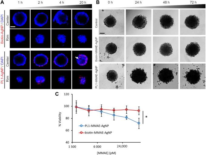 https://cdn.ncbi.nlm.nih.gov/pmc/blobs/b12b/10203239/991f62f1f051/fbioe-11-1184155-g002.jpg