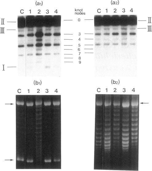 https://cdn.ncbi.nlm.nih.gov/pmc/blobs/b12b/208270/9ffcc74692ef/jbacter00107-0320-a.jpg