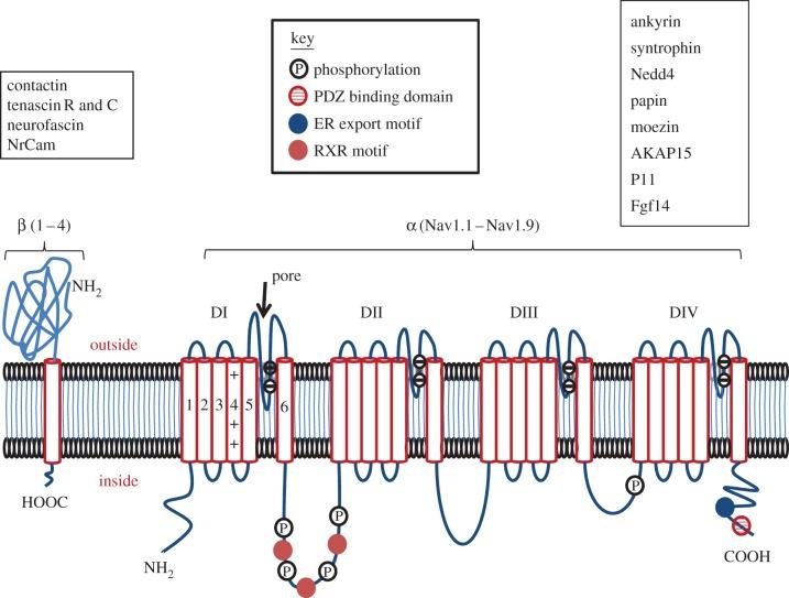 https://cdn.ncbi.nlm.nih.gov/pmc/blobs/b12c/3917359/410faefdc4c9/rstb20130105-g1.jpg