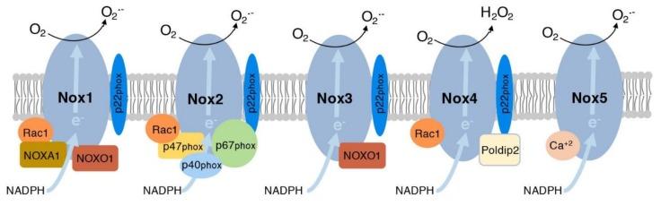 https://cdn.ncbi.nlm.nih.gov/pmc/blobs/b135/6357531/ae1d4b2eb22d/nutrients-11-00053-g001.jpg