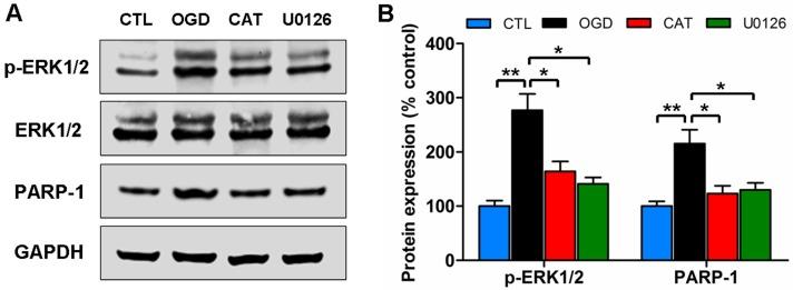 https://cdn.ncbi.nlm.nih.gov/pmc/blobs/b137/5166484/254e57d0ac56/ijbsv12p1415g006.jpg