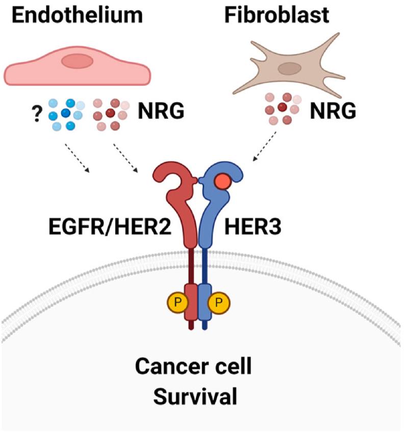 https://cdn.ncbi.nlm.nih.gov/pmc/blobs/b138/12022662/bd95519a4b05/gr3.jpg