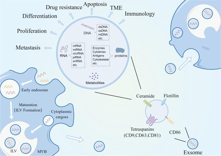 https://cdn.ncbi.nlm.nih.gov/pmc/blobs/b139/9942319/19daae6b9ffe/12943_2023_1745_Fig4_HTML.jpg